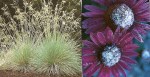 flowerscan Cone Flowers and Blue Oat Grass